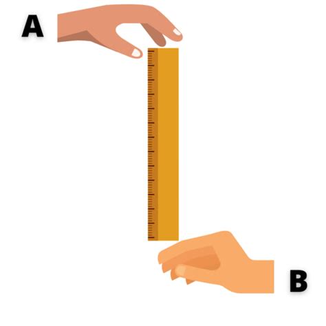 ruler drop test explanation|ruler drop test meaning.